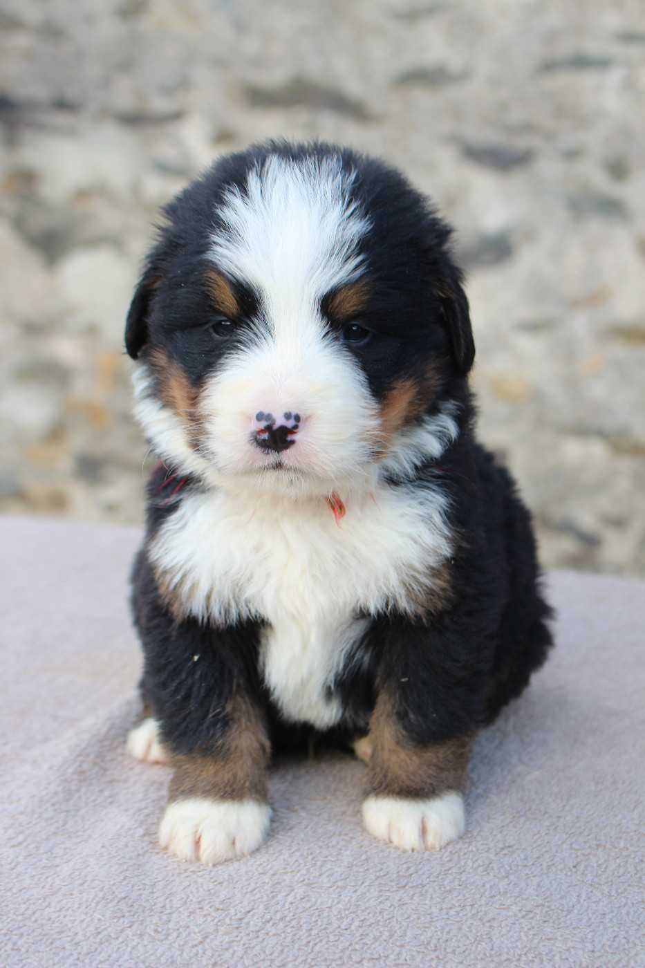 de la Vallée de l'Hyrome - Chiots disponibles - Bouvier Bernois