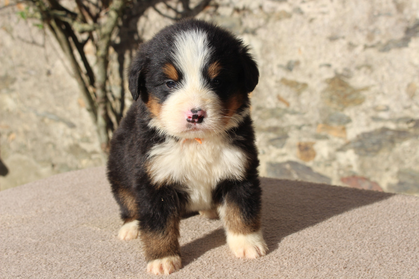 de la Vallée de l'Hyrome - Chiots disponibles - Bouvier Bernois