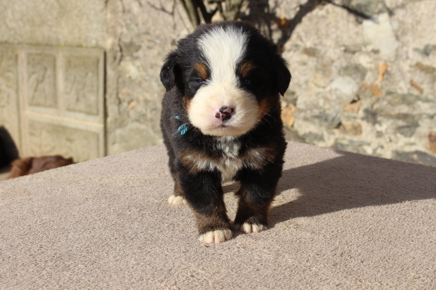 de la Vallée de l'Hyrome - Chiots disponibles - Bouvier Bernois