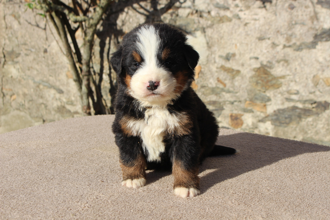 de la Vallée de l'Hyrome - Chiots disponibles - Bouvier Bernois