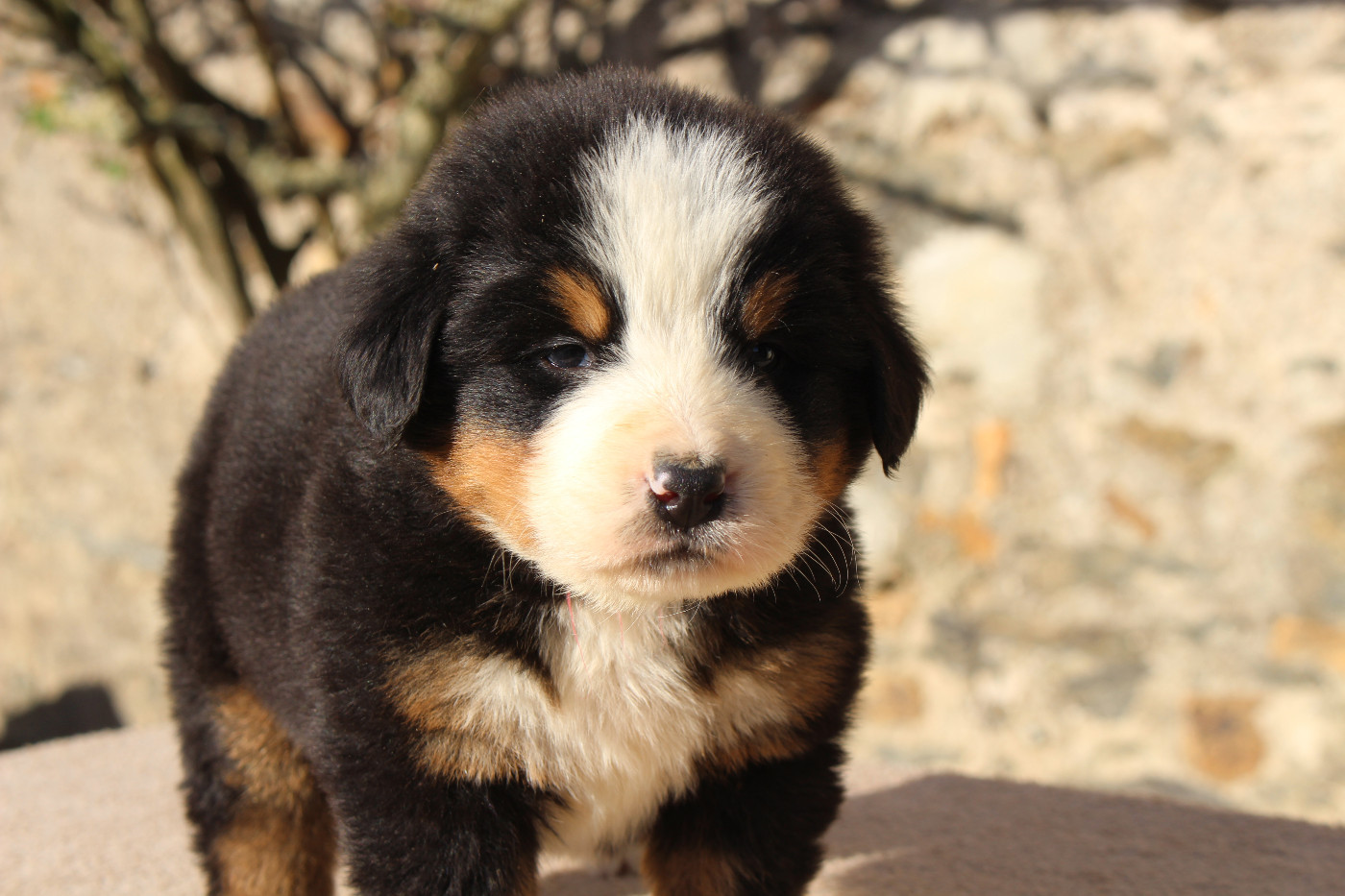 de la Vallée de l'Hyrome - Chiots disponibles - Bouvier Bernois