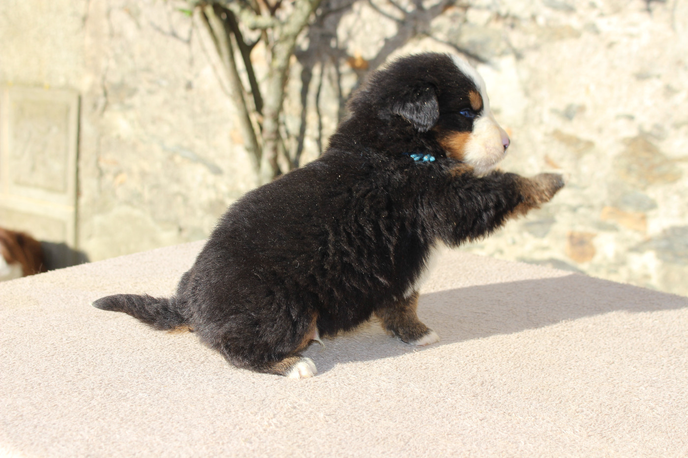 Chiot Bouvier Bernois de la Vallée de l'Hyrome