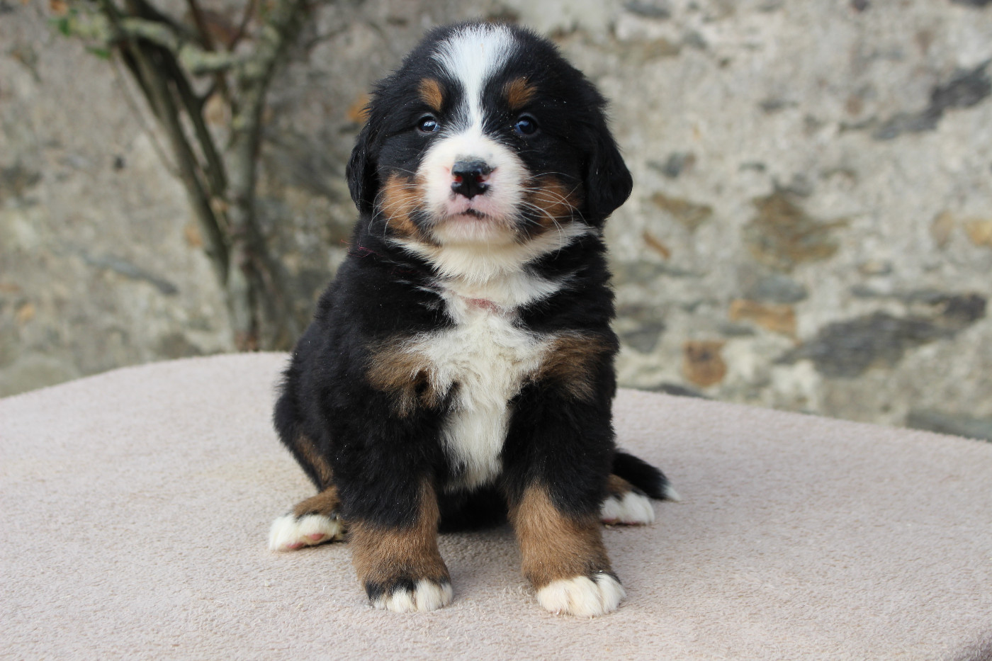 de la Vallée de l'Hyrome - Chiots disponibles - Bouvier Bernois