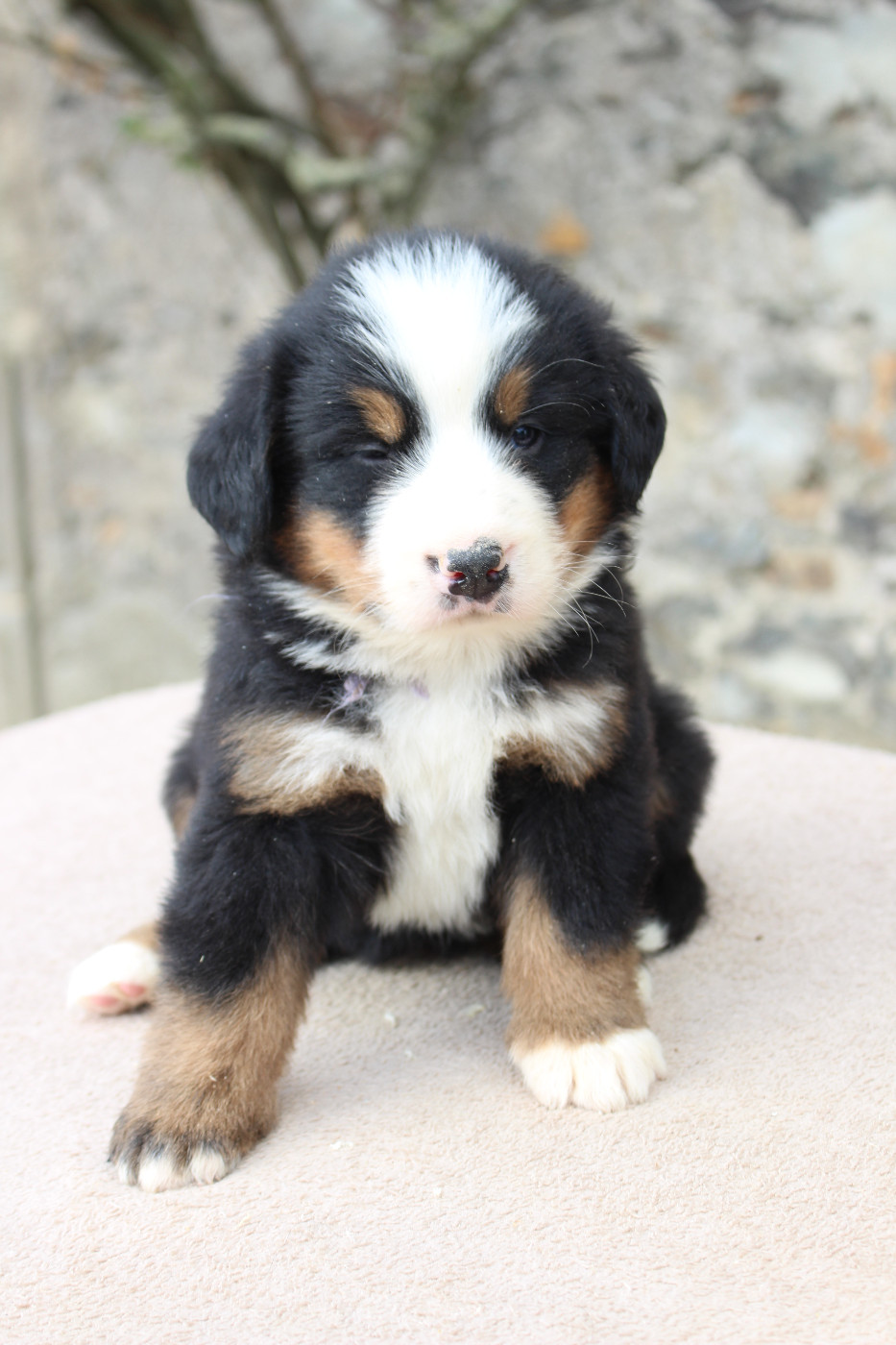 de la Vallée de l'Hyrome - Chiots disponibles - Bouvier Bernois