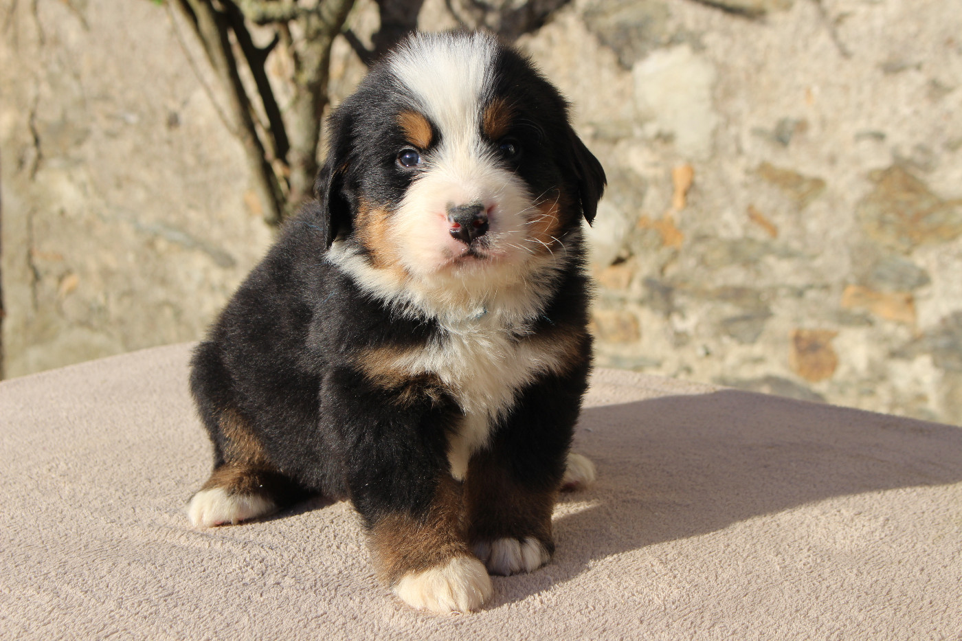 de la Vallée de l'Hyrome - Chiots disponibles - Bouvier Bernois