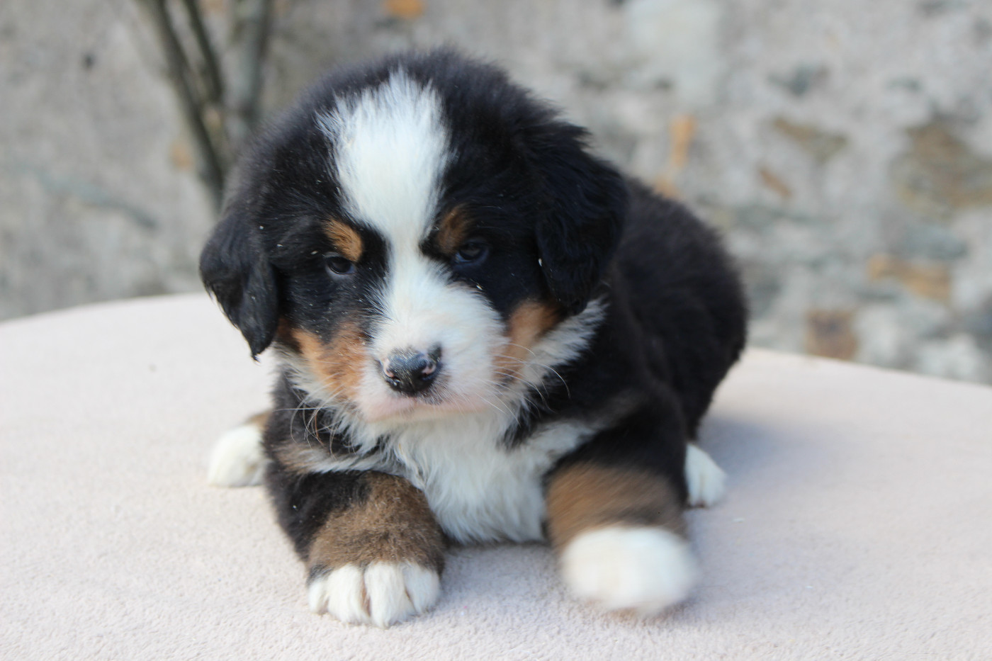 de la Vallée de l'Hyrome - Chiots disponibles - Bouvier Bernois