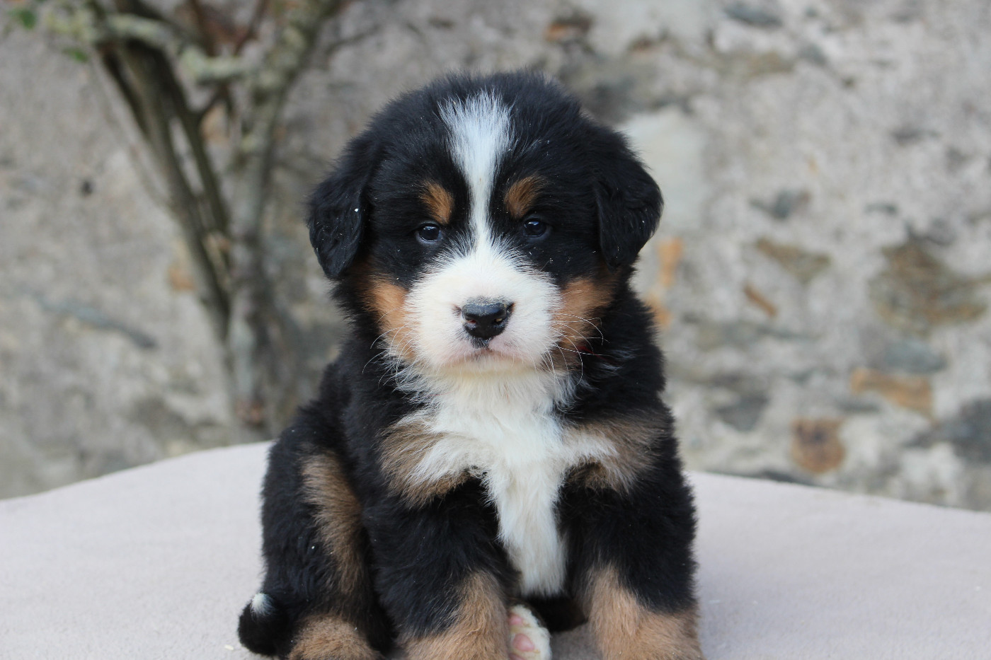 de la Vallée de l'Hyrome - Chiots disponibles - Bouvier Bernois