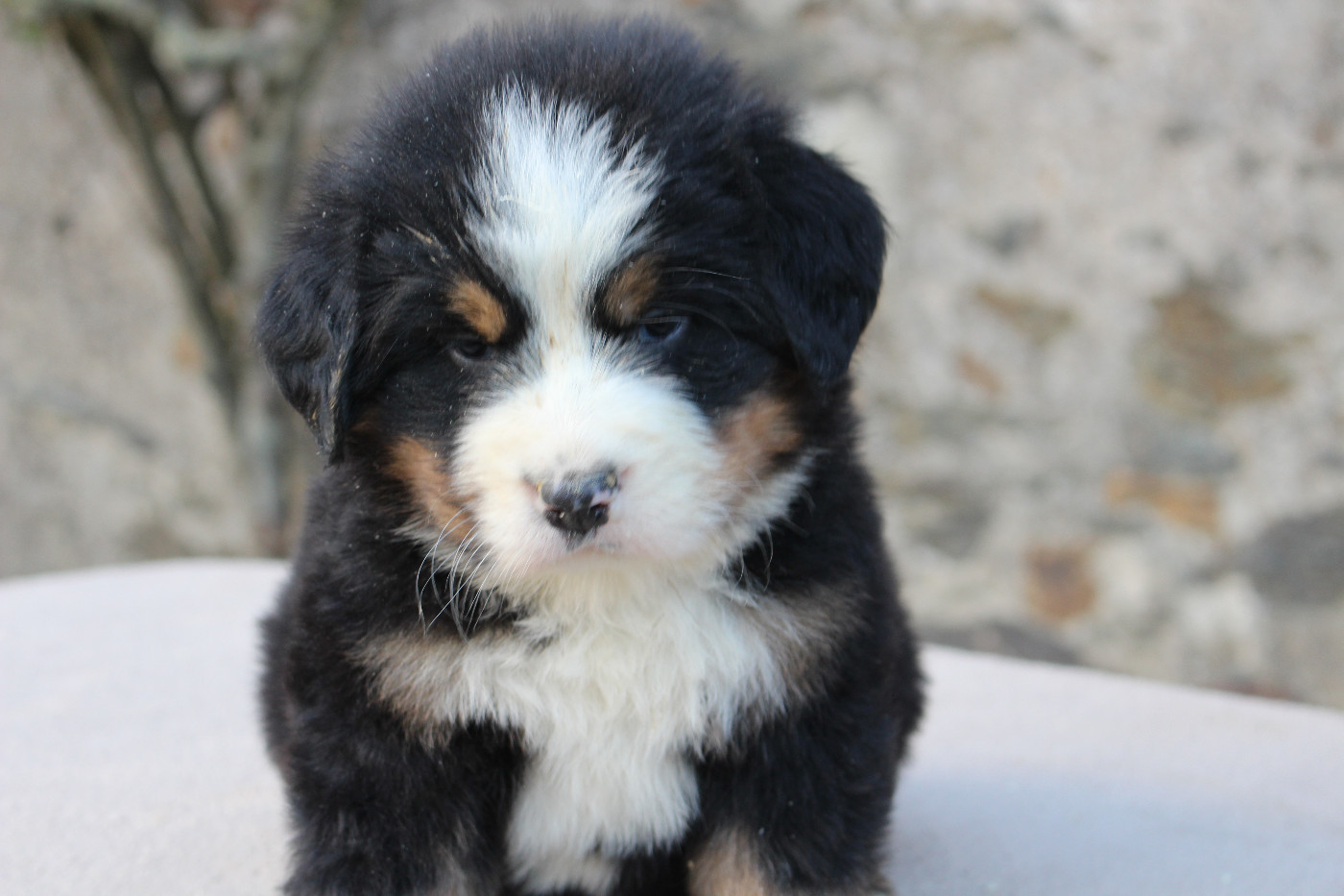 de la Vallée de l'Hyrome - Chiots disponibles - Bouvier Bernois