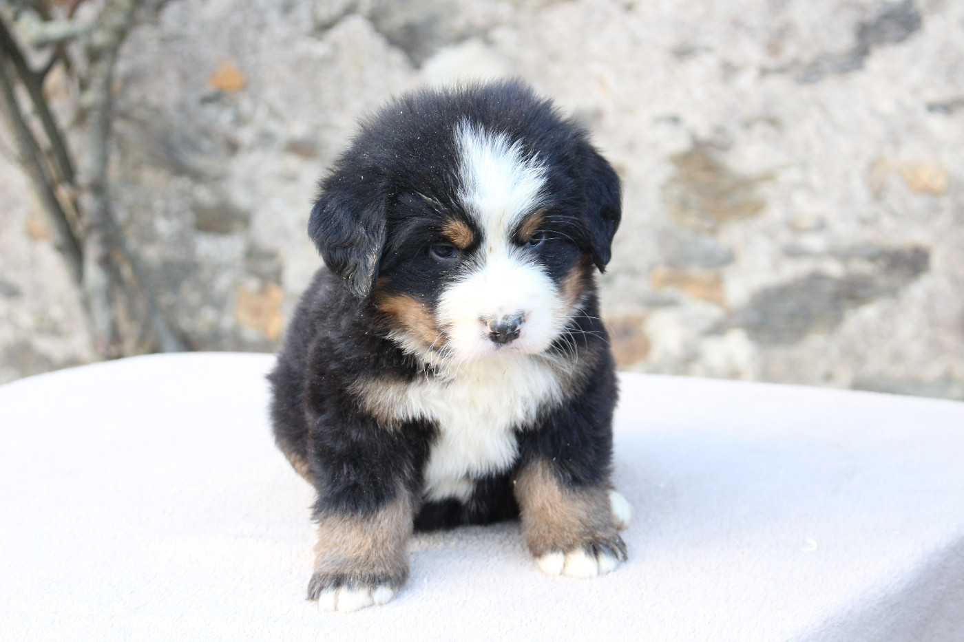 Chiot Bouvier Bernois de la Vallée de l'Hyrome