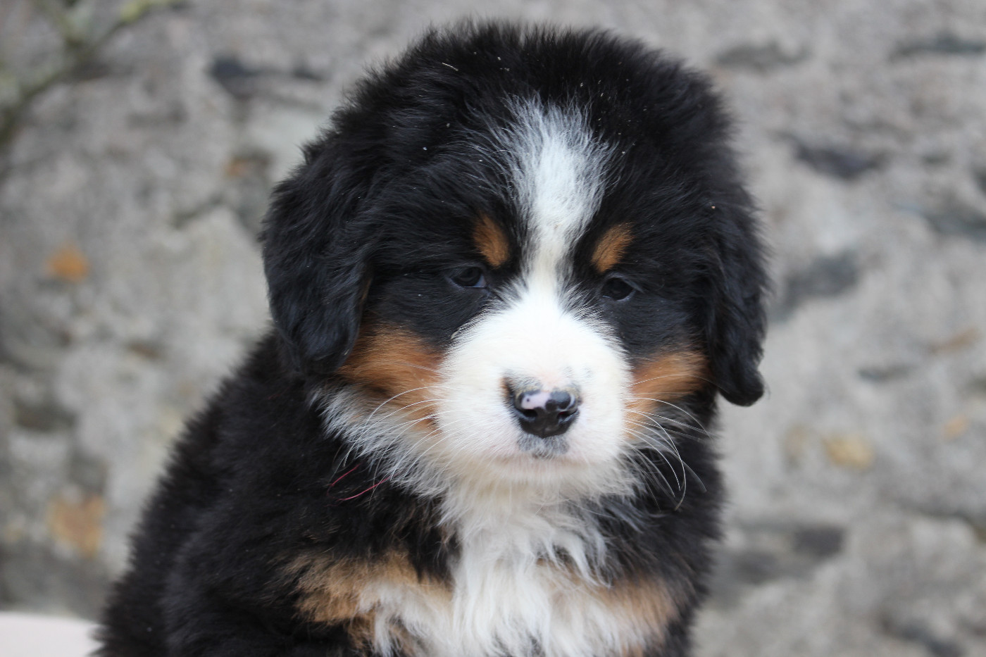 de la Vallée de l'Hyrome - Chiots disponibles - Bouvier Bernois