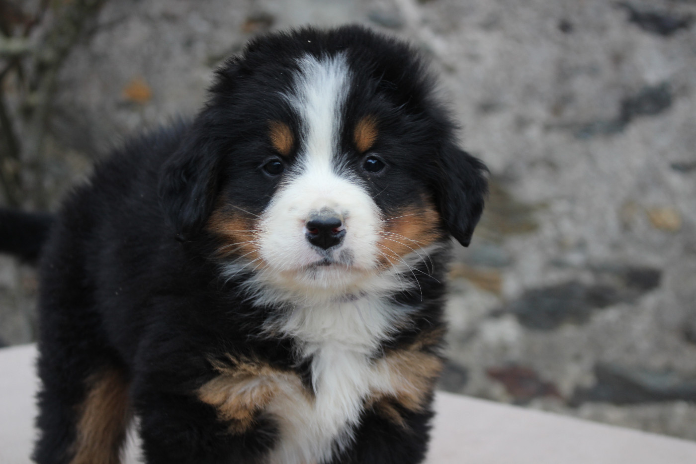 de la Vallée de l'Hyrome - Chiots disponibles - Bouvier Bernois