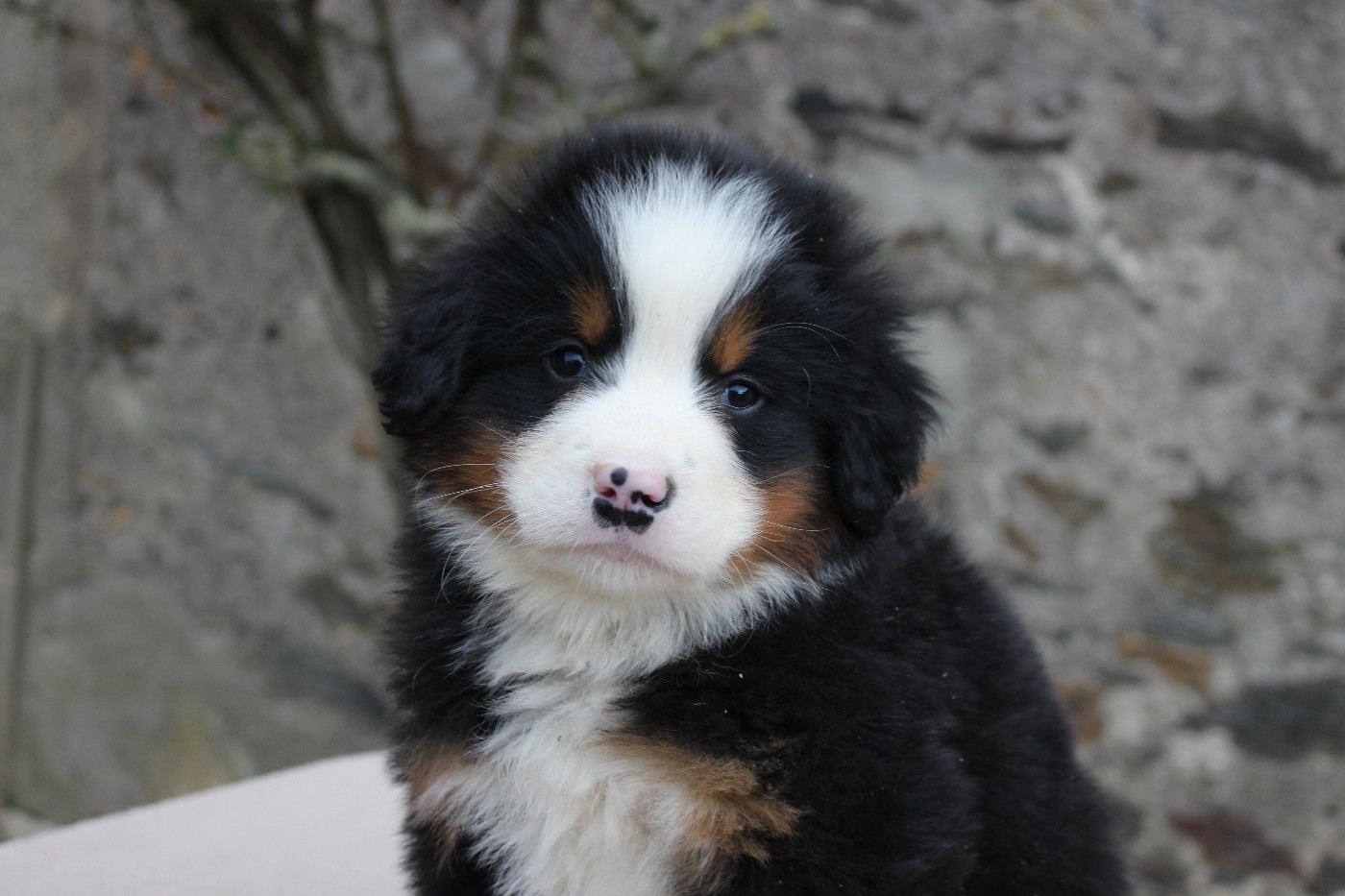 de la Vallée de l'Hyrome - Chiots disponibles - Bouvier Bernois