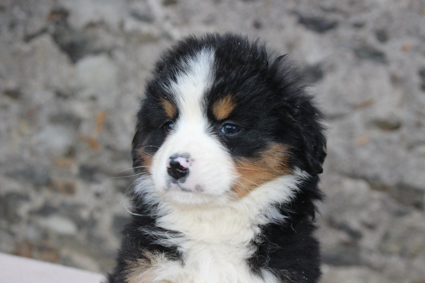 de la Vallée de l'Hyrome - Chiots disponibles - Bouvier Bernois