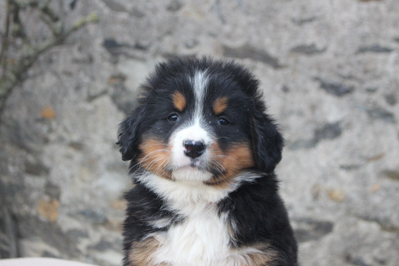 de la Vallée de l'Hyrome - Chiots disponibles - Bouvier Bernois