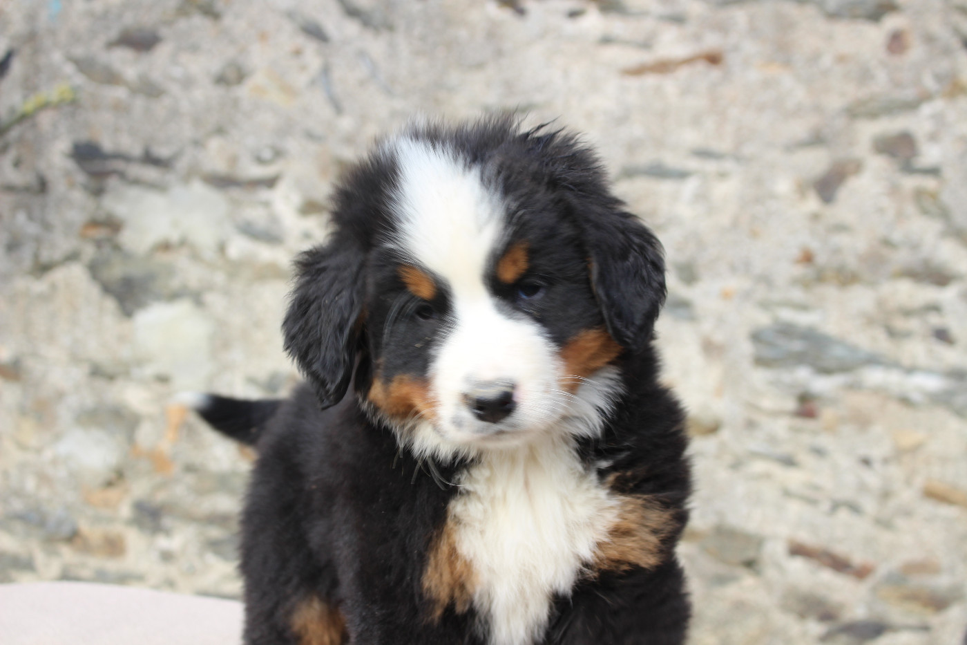 de la Vallée de l'Hyrome - Chiots disponibles - Bouvier Bernois