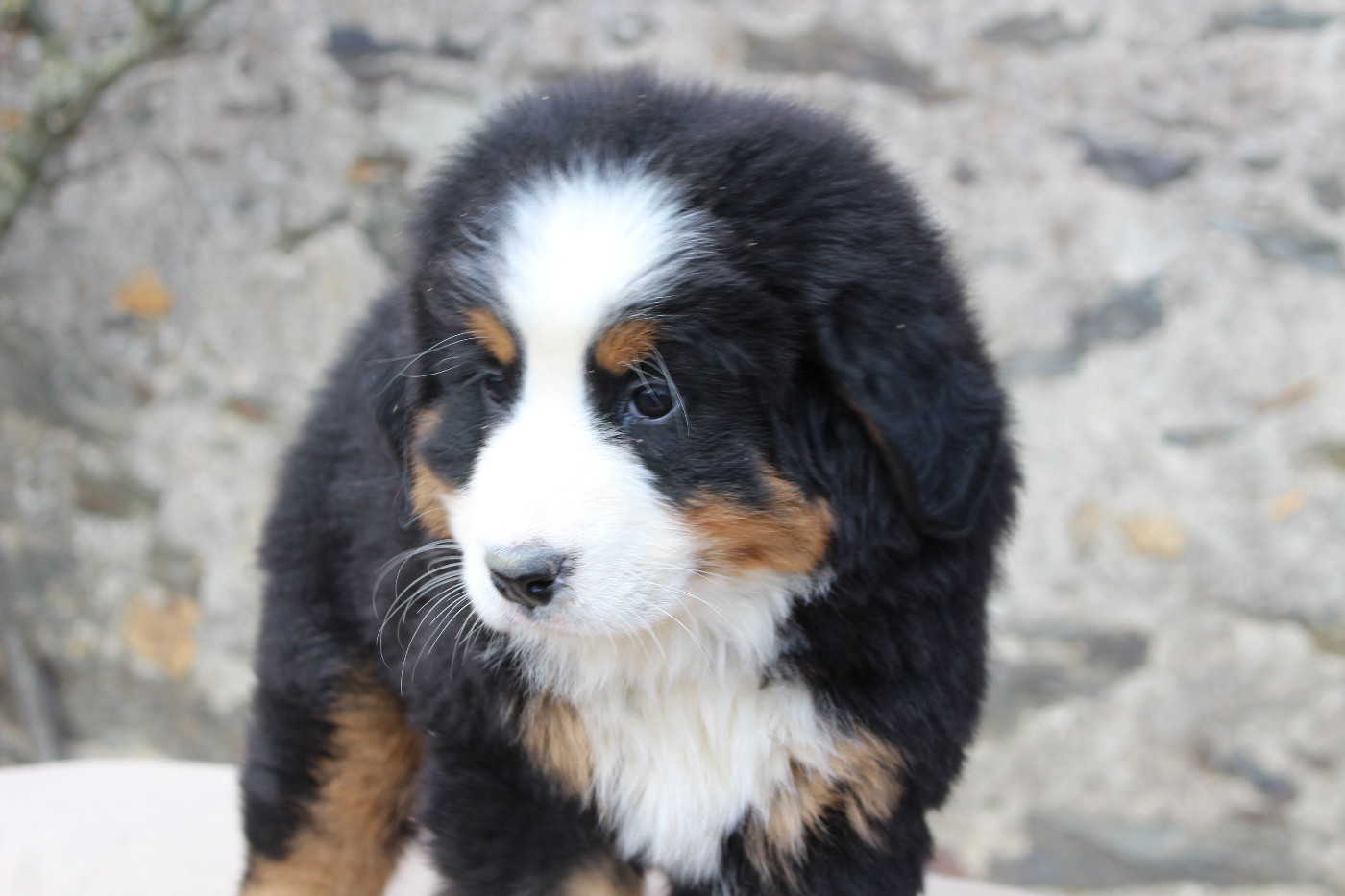 de la Vallée de l'Hyrome - Chiots disponibles - Bouvier Bernois