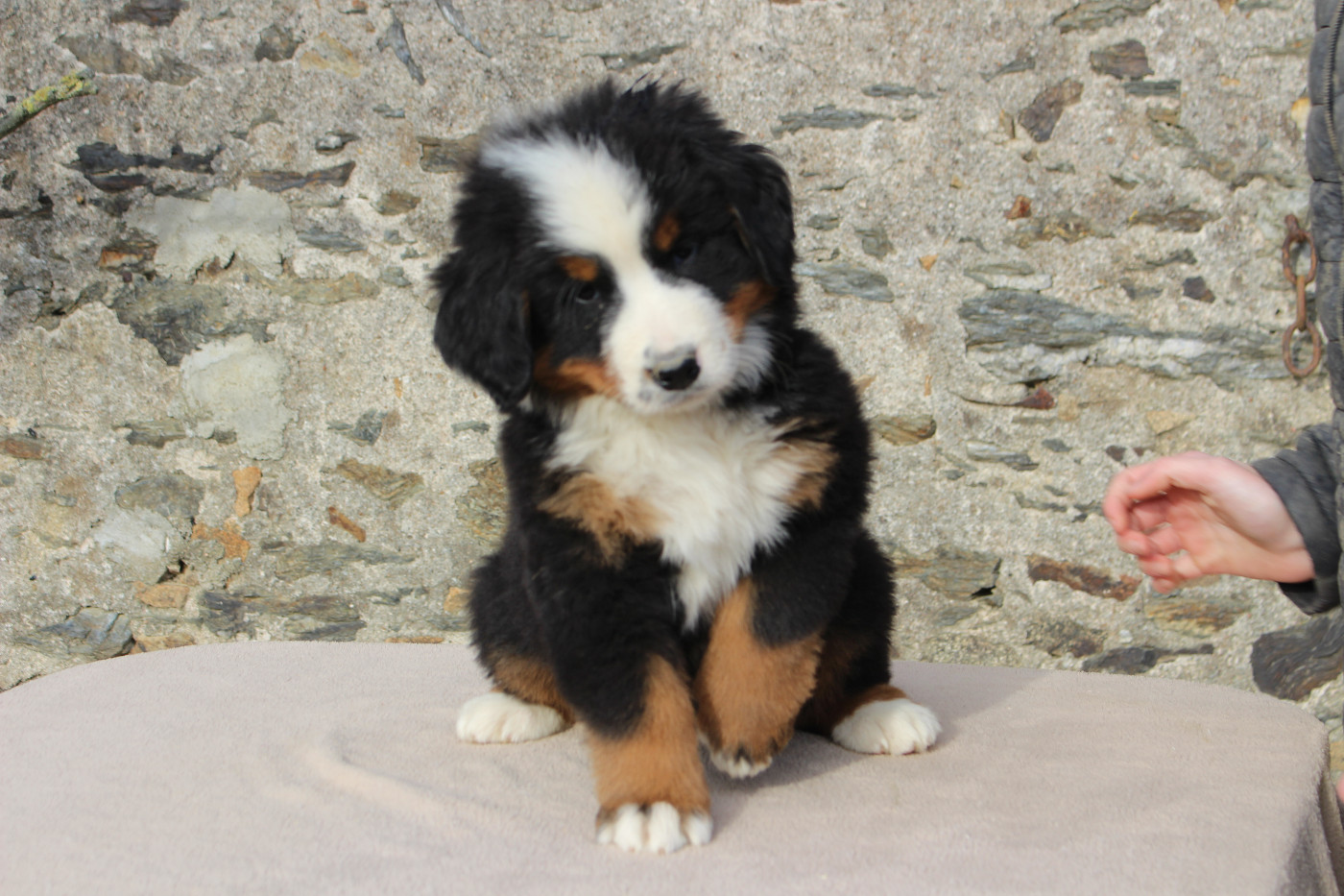 de la Vallée de l'Hyrome - Bouvier Bernois - Portée née le 30/11/2025