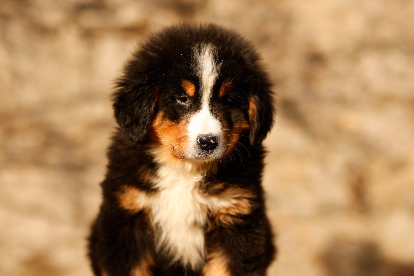 de la Vallée de l'Hyrome - Chiots disponibles - Bouvier Bernois