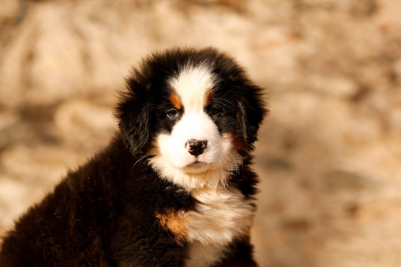 de la Vallée de l'Hyrome - Chiots disponibles - Bouvier Bernois