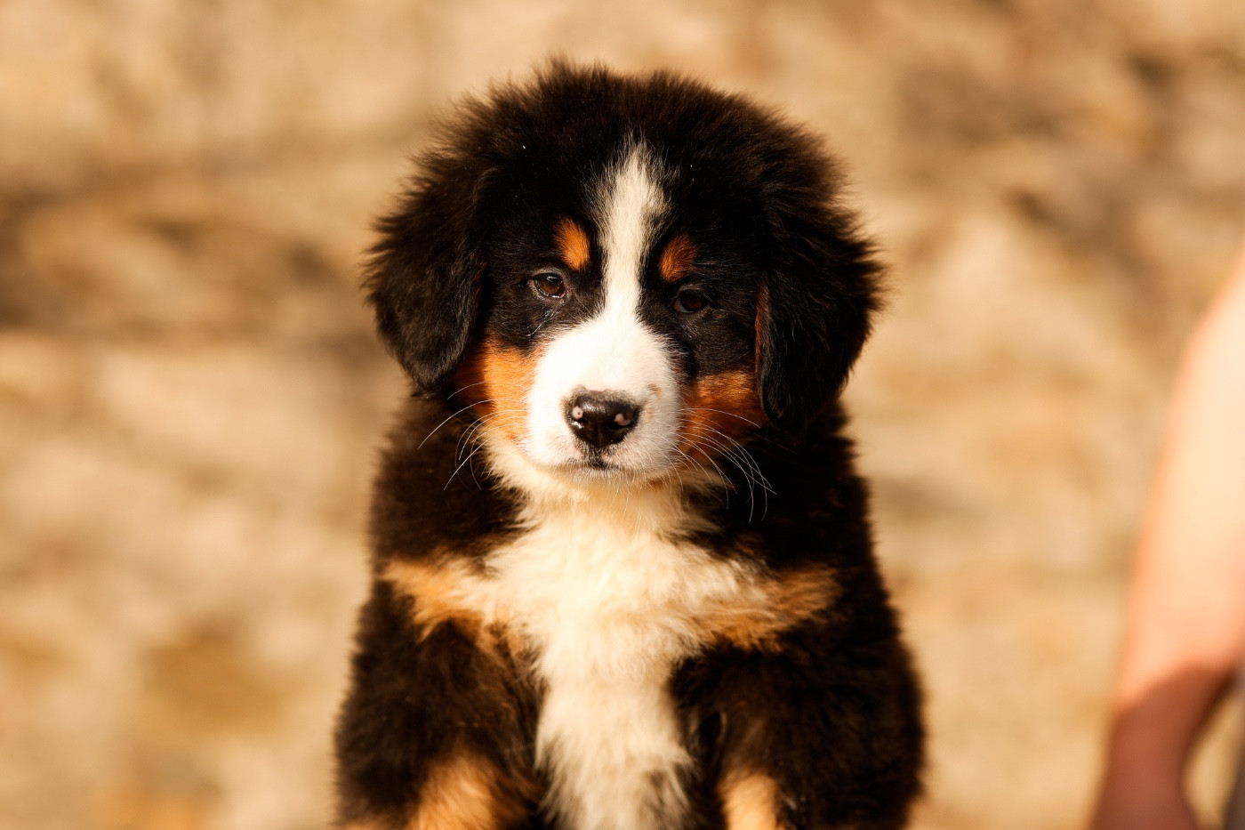 de la Vallée de l'Hyrome - Chiots disponibles - Bouvier Bernois