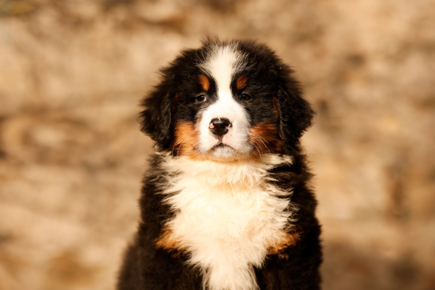 de la Vallée de l'Hyrome - Chiots disponibles - Bouvier Bernois