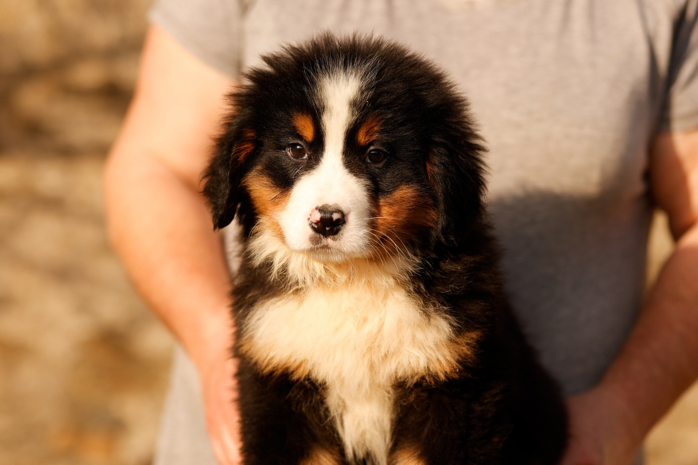 de la Vallée de l'Hyrome - Chiots disponibles - Bouvier Bernois