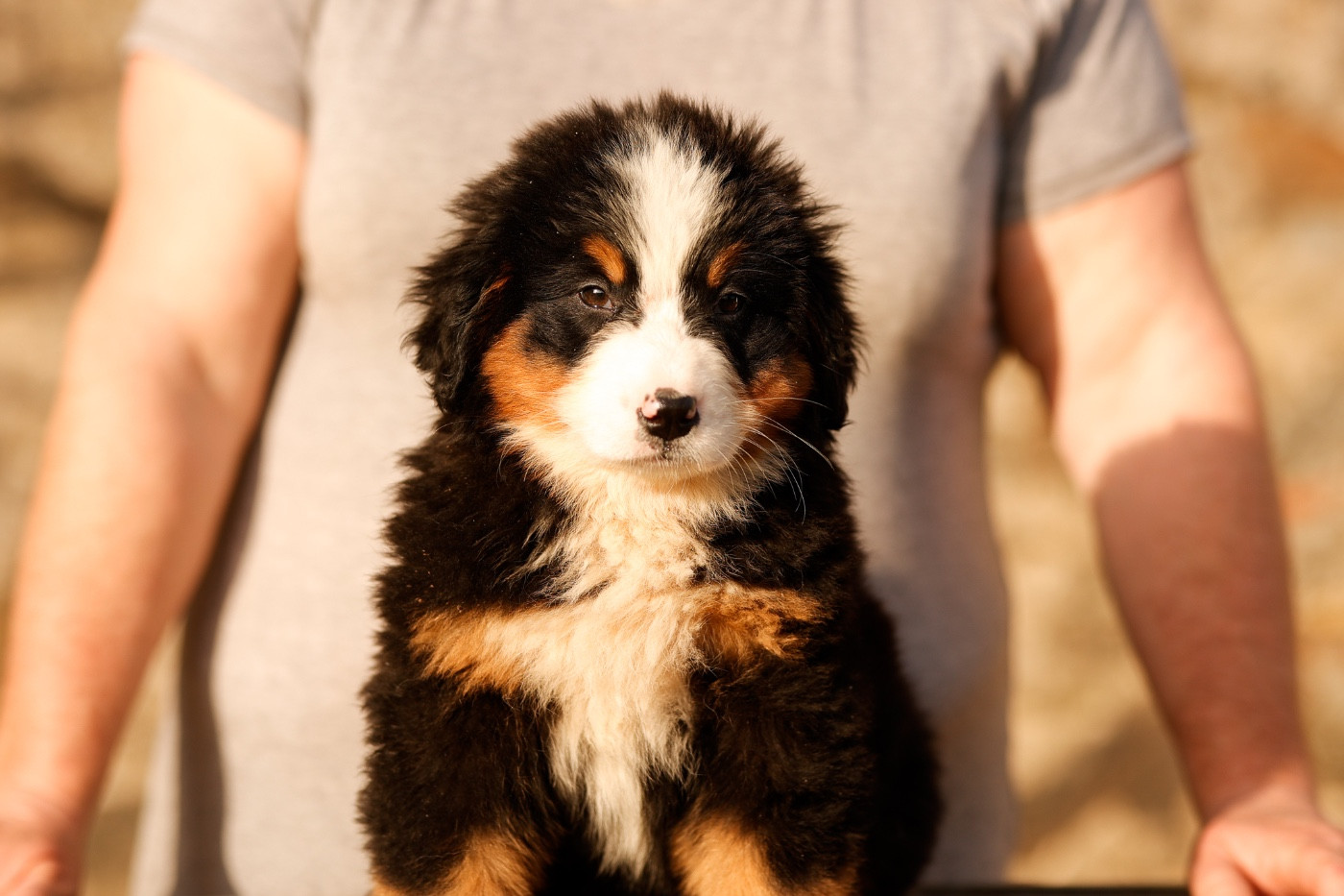 de la Vallée de l'Hyrome - Chiots disponibles - Bouvier Bernois