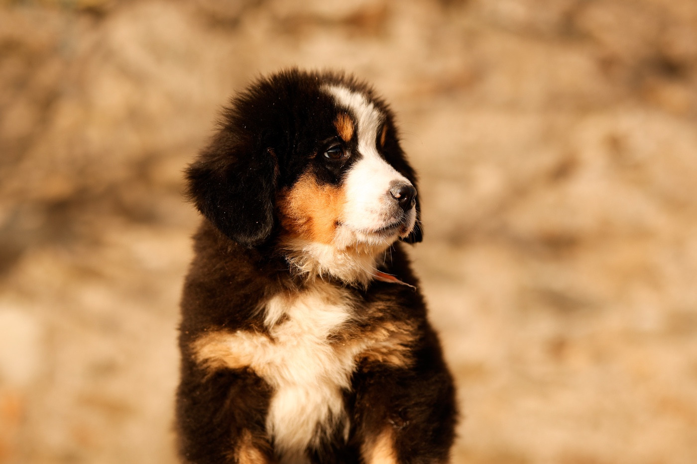 de la Vallée de l'Hyrome - Chiots disponibles - Bouvier Bernois