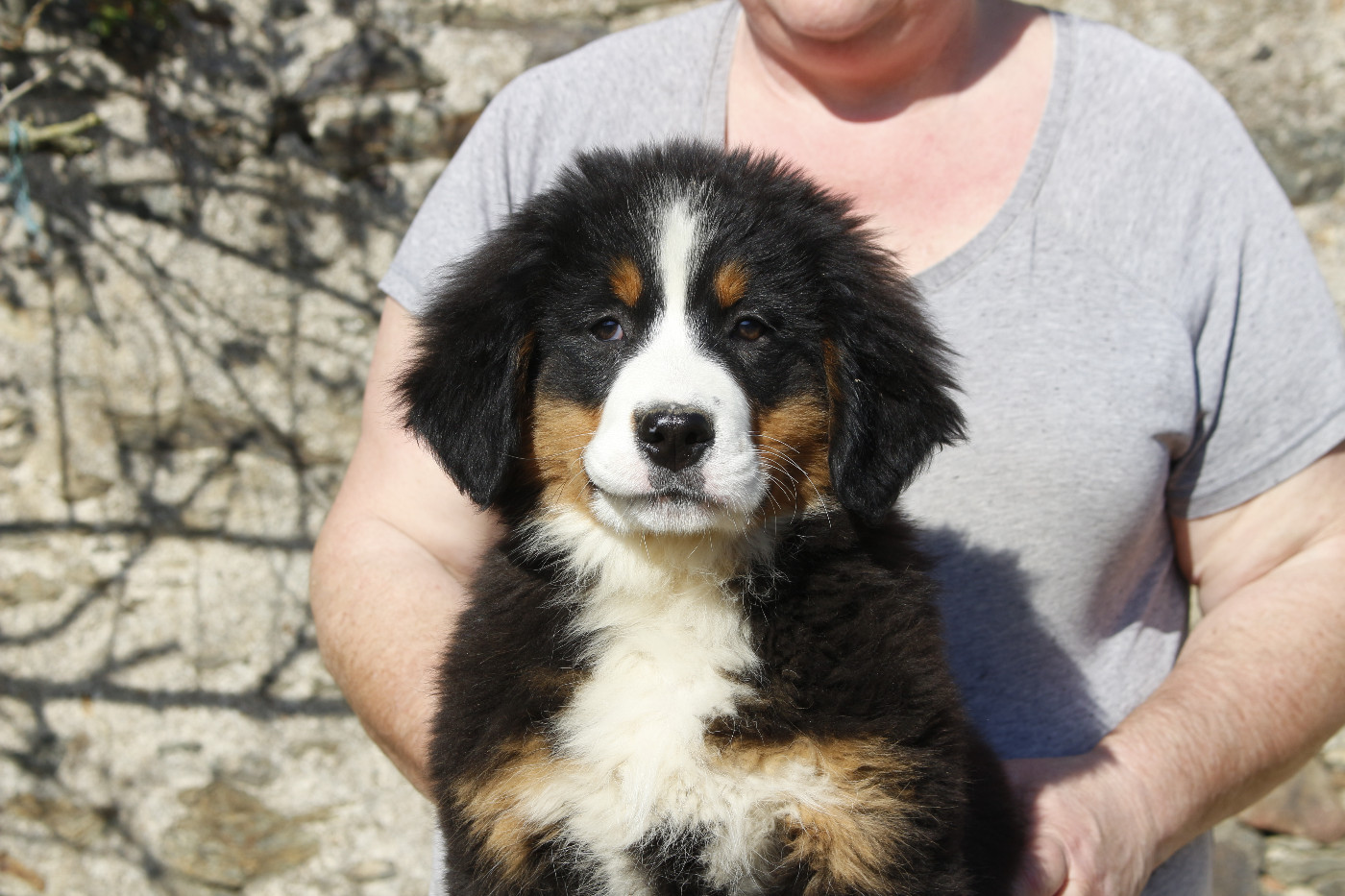 de la Vallée de l'Hyrome - Chiots disponibles - Bouvier Bernois