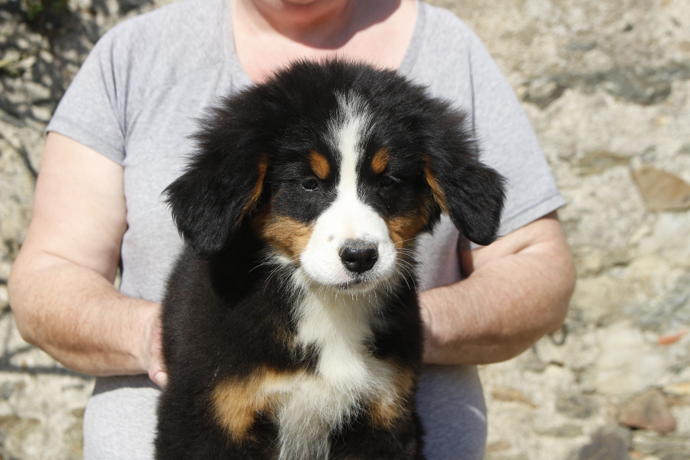 de la Vallée de l'Hyrome - Chiots disponibles - Bouvier Bernois