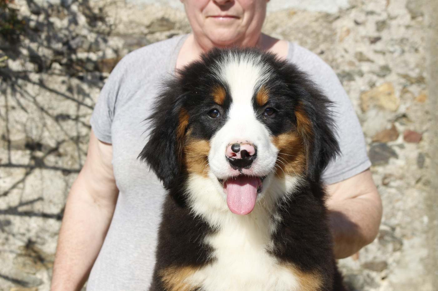 de la Vallée de l'Hyrome - Chiots disponibles - Bouvier Bernois