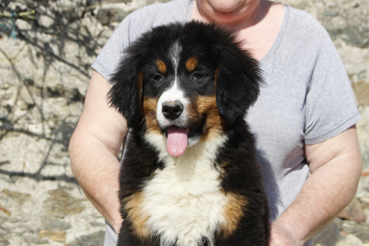 de la Vallée de l'Hyrome - Chiots disponibles - Bouvier Bernois