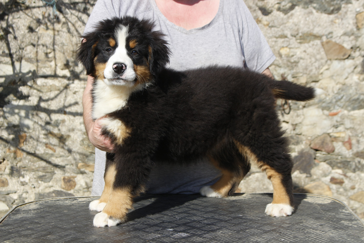 Chiot Bouvier Bernois de la Vallée de l'Hyrome