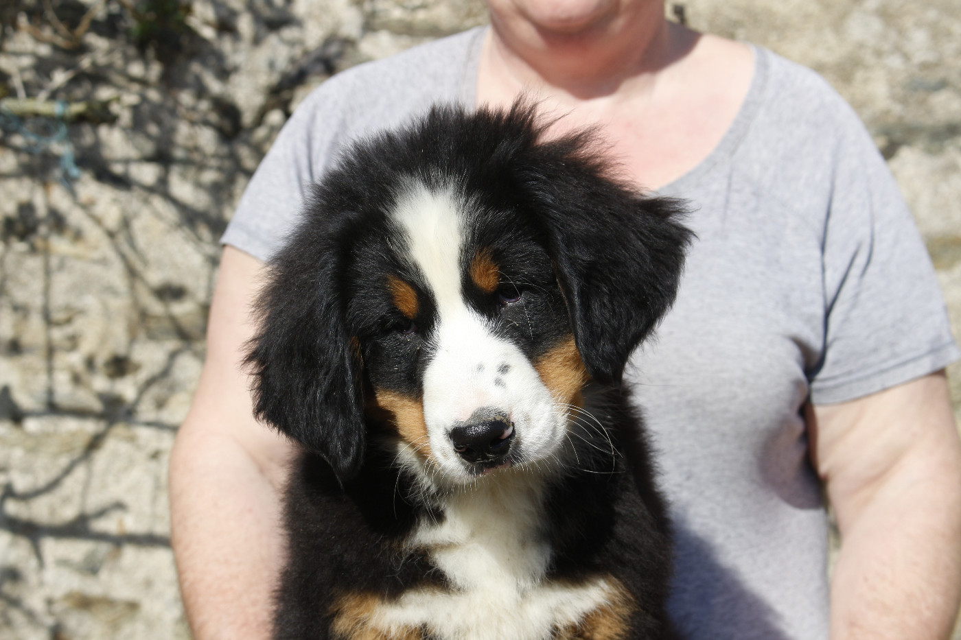 de la Vallée de l'Hyrome - Chiots disponibles - Bouvier Bernois