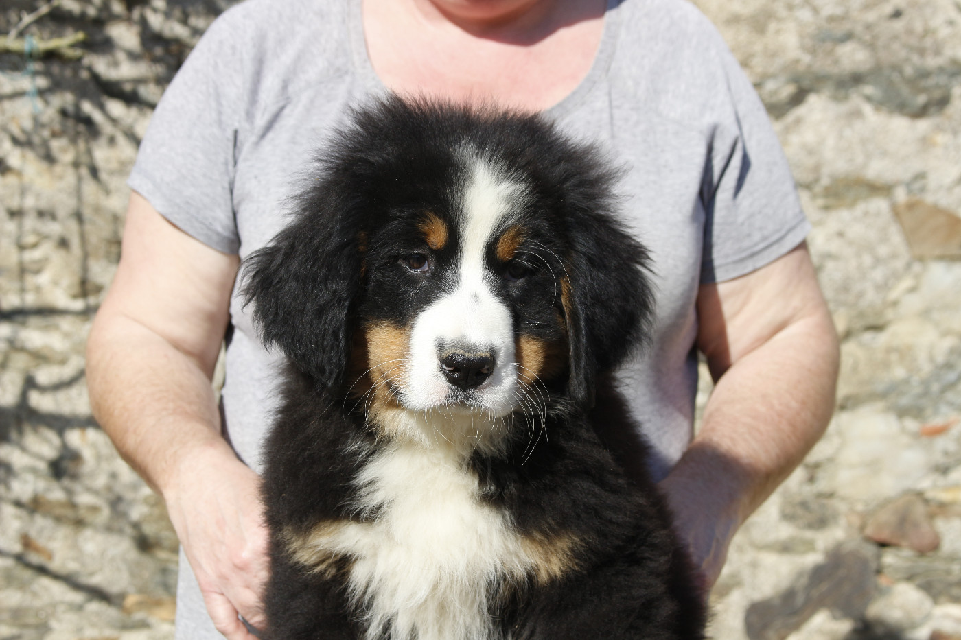 de la Vallée de l'Hyrome - Chiots disponibles - Bouvier Bernois