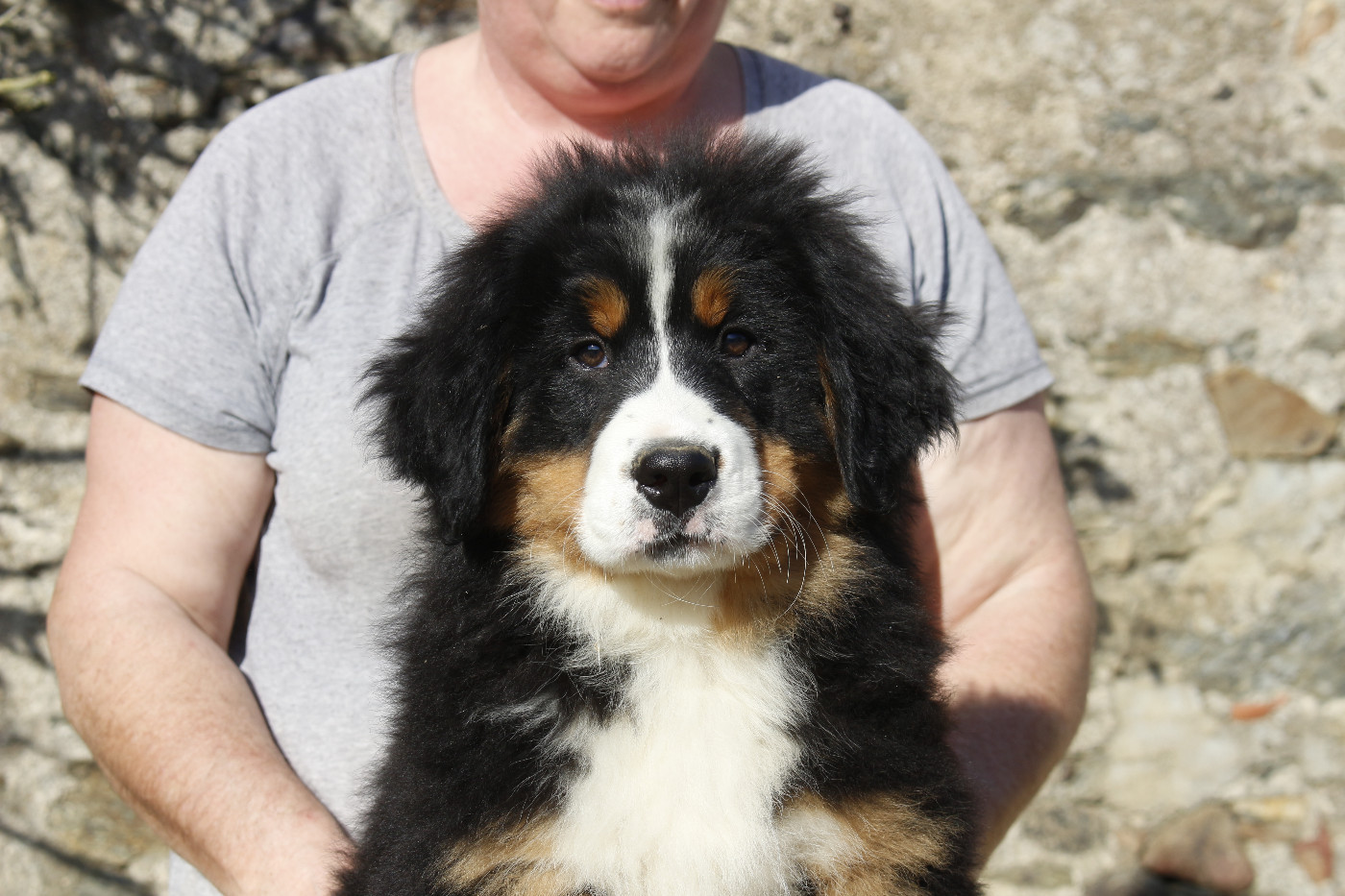 Chiot Bouvier Bernois de la Vallée de l'Hyrome