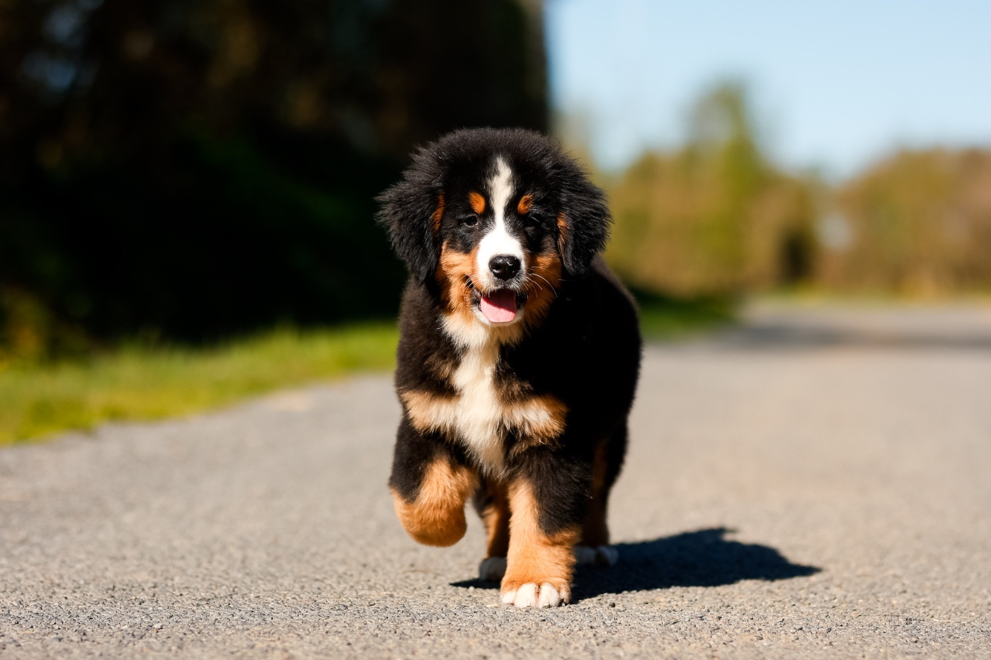 de la Vallée de l'Hyrome - Chiots disponibles - Bouvier Bernois