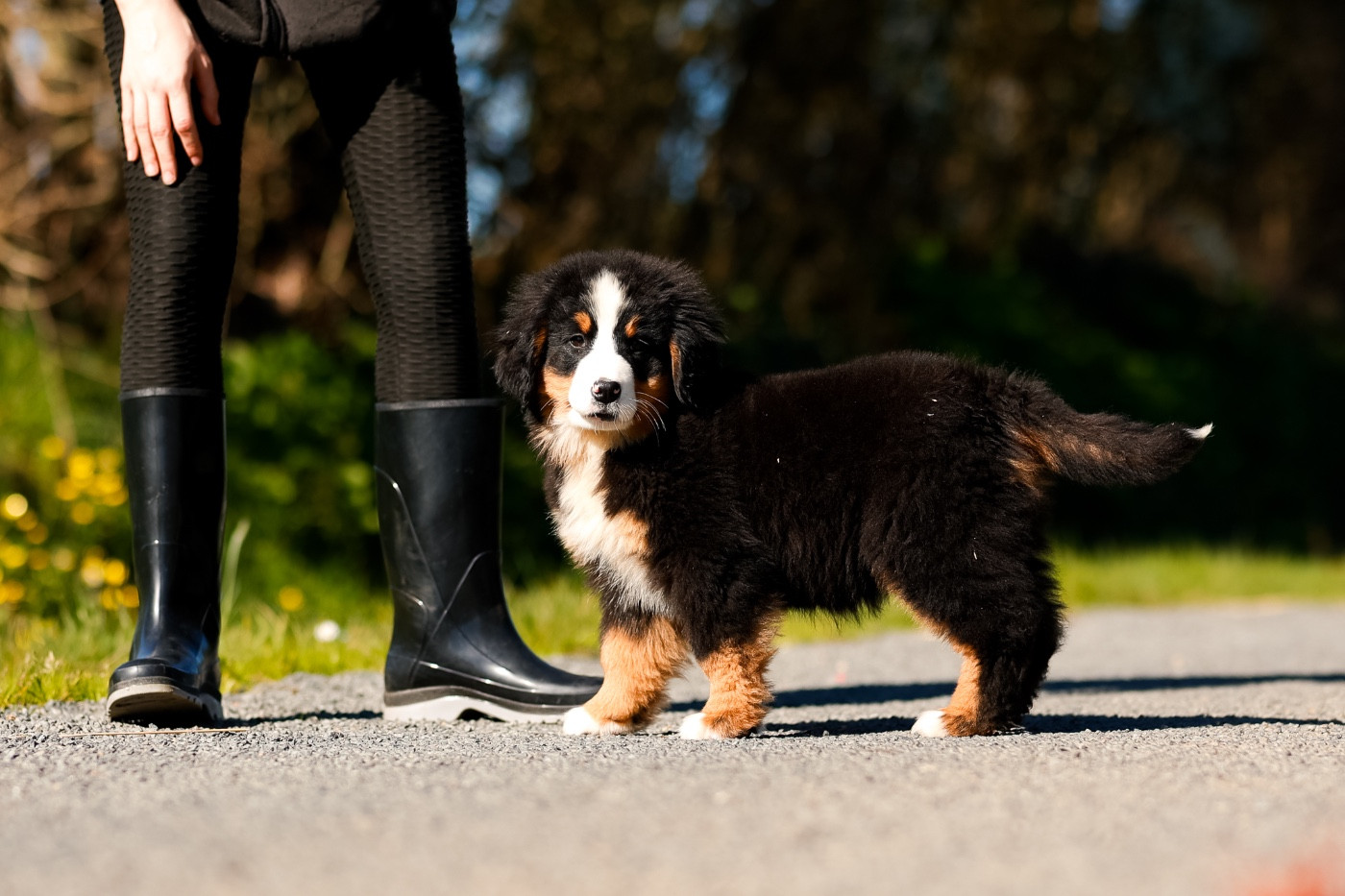 de la Vallée de l'Hyrome - Chiots disponibles - Bouvier Bernois