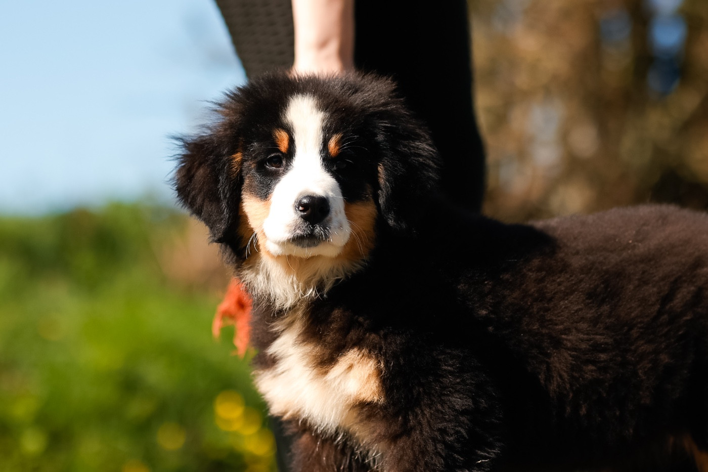 de la Vallée de l'Hyrome - Chiots disponibles - Bouvier Bernois