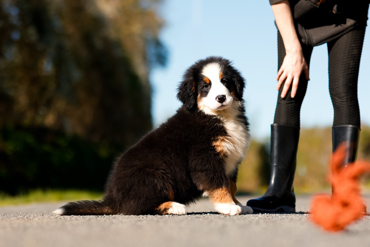 de la Vallée de l'Hyrome - Chiots disponibles - Bouvier Bernois