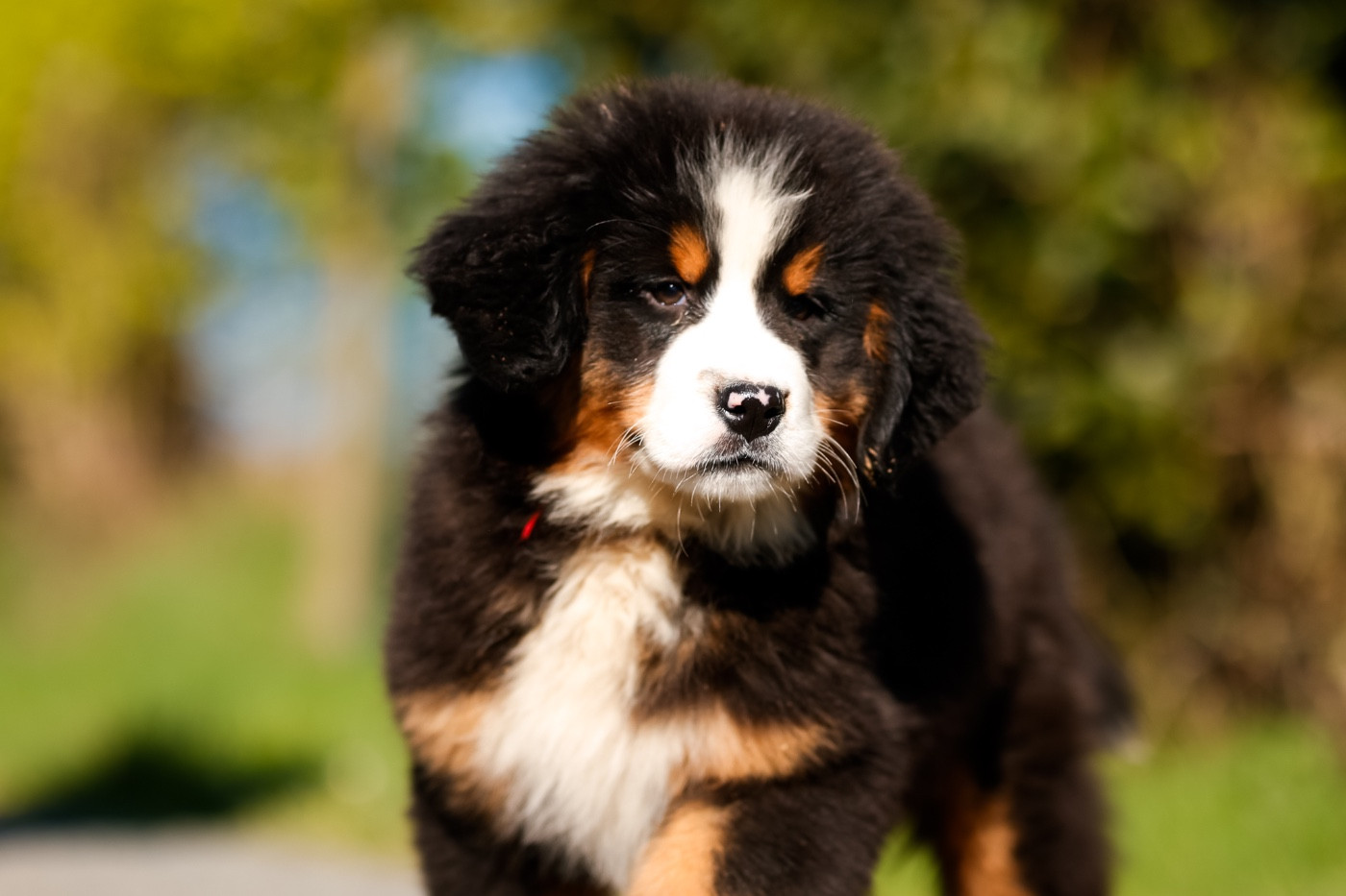 de la Vallée de l'Hyrome - Chiots disponibles - Bouvier Bernois