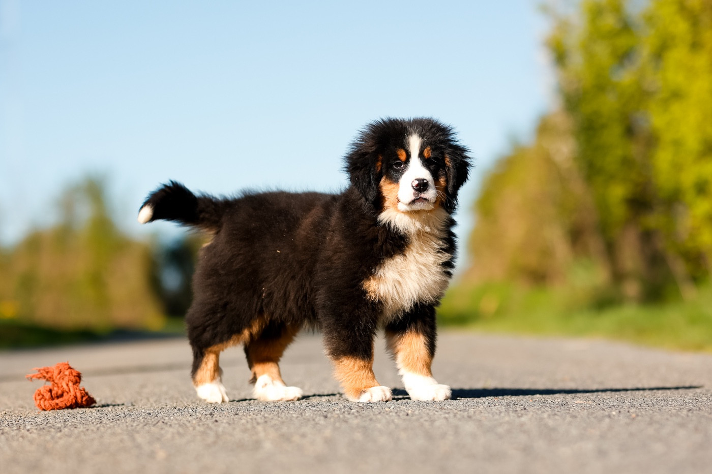 de la Vallée de l'Hyrome - Chiots disponibles - Bouvier Bernois