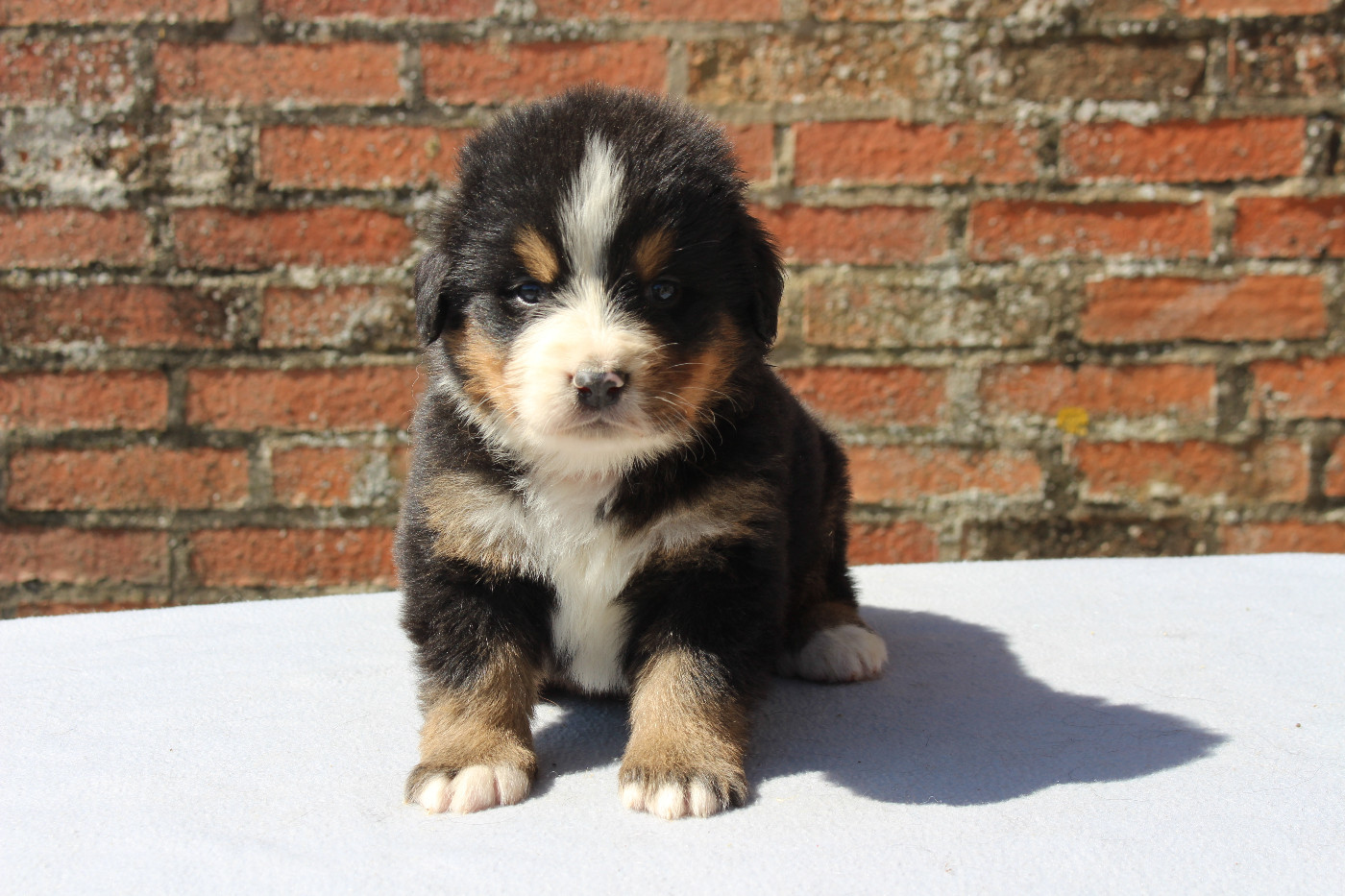 de la Vallée de l'Hyrome - Chiots disponibles - Bouvier Bernois