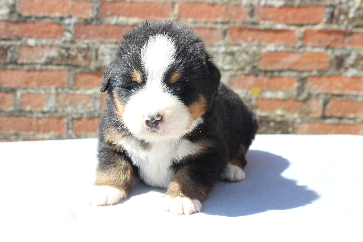 de la Vallée de l'Hyrome - Chiots disponibles - Bouvier Bernois