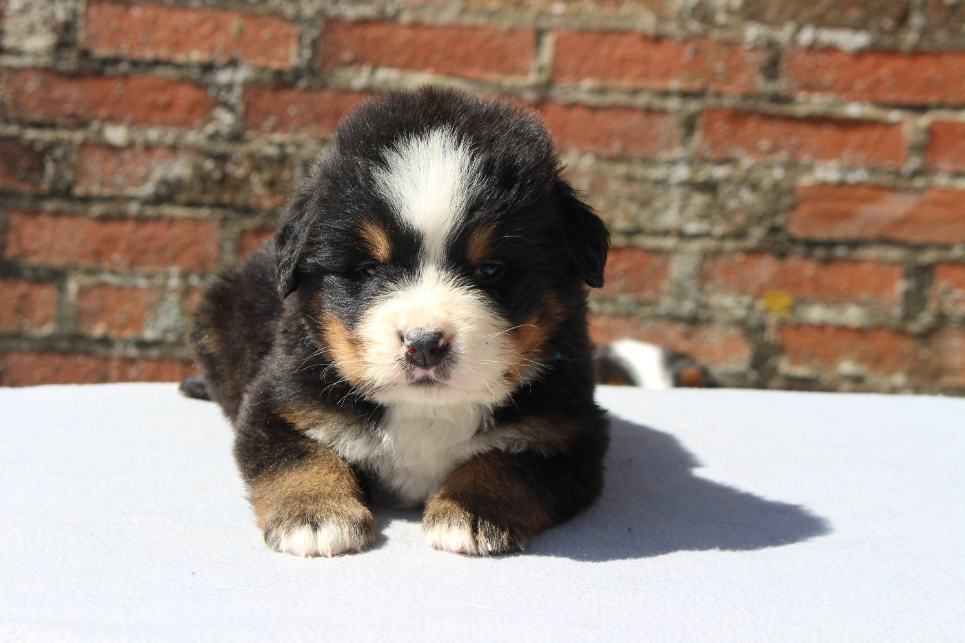 de la Vallée de l'Hyrome - Chiots disponibles - Bouvier Bernois