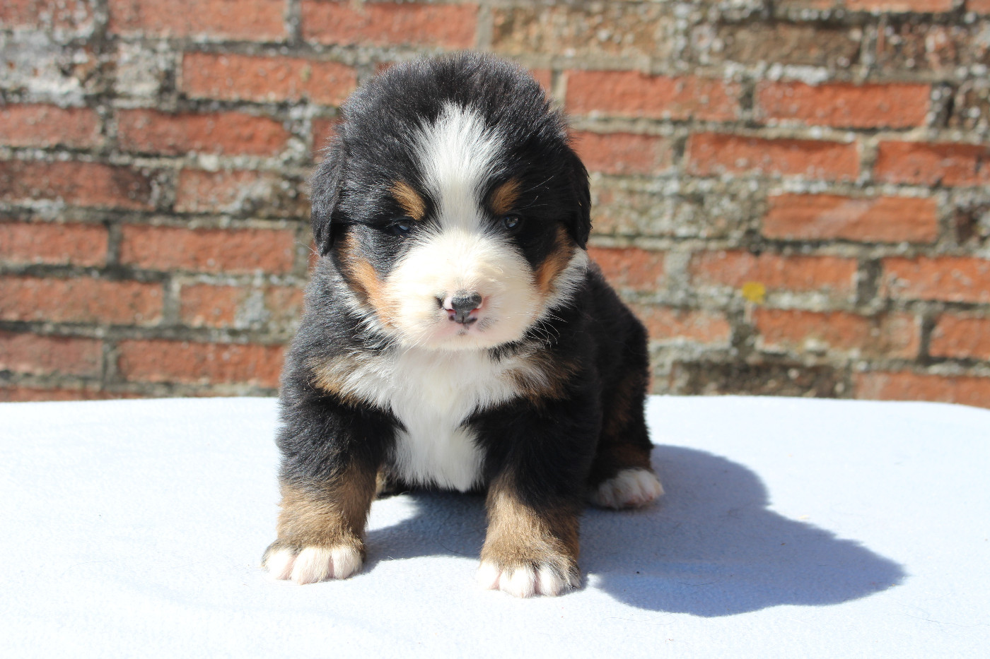 de la Vallée de l'Hyrome - Chiots disponibles - Bouvier Bernois