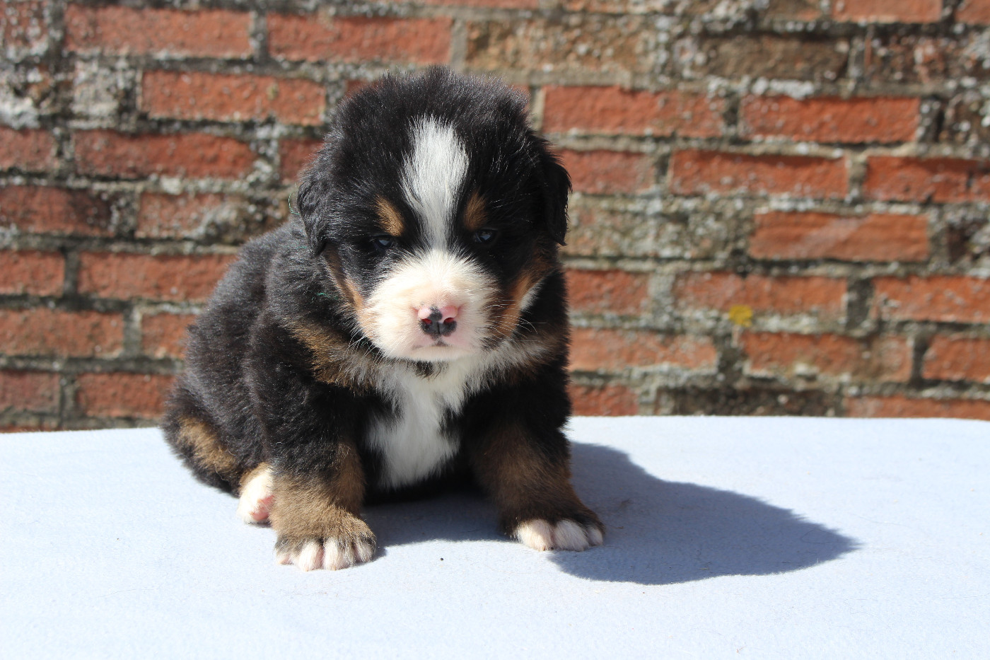 de la Vallée de l'Hyrome - Chiots disponibles - Bouvier Bernois