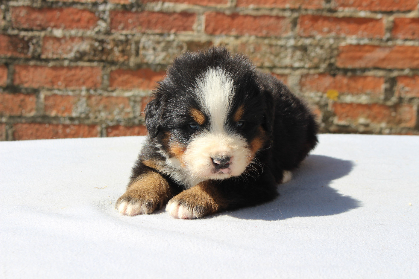 de la Vallée de l'Hyrome - Chiots disponibles - Bouvier Bernois