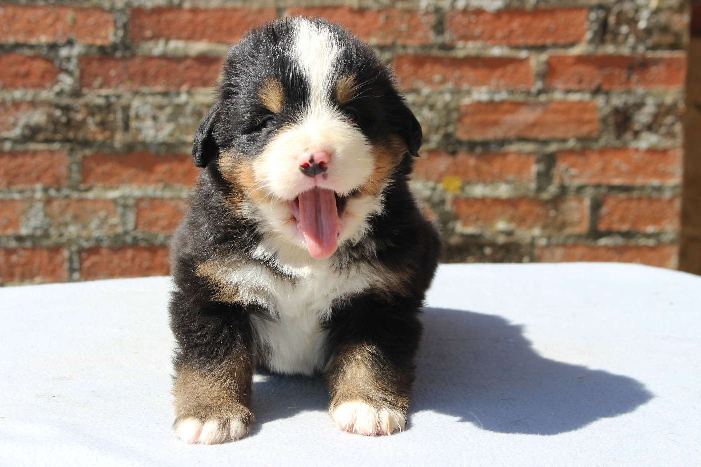 de la Vallée de l'Hyrome - Chiots disponibles - Bouvier Bernois