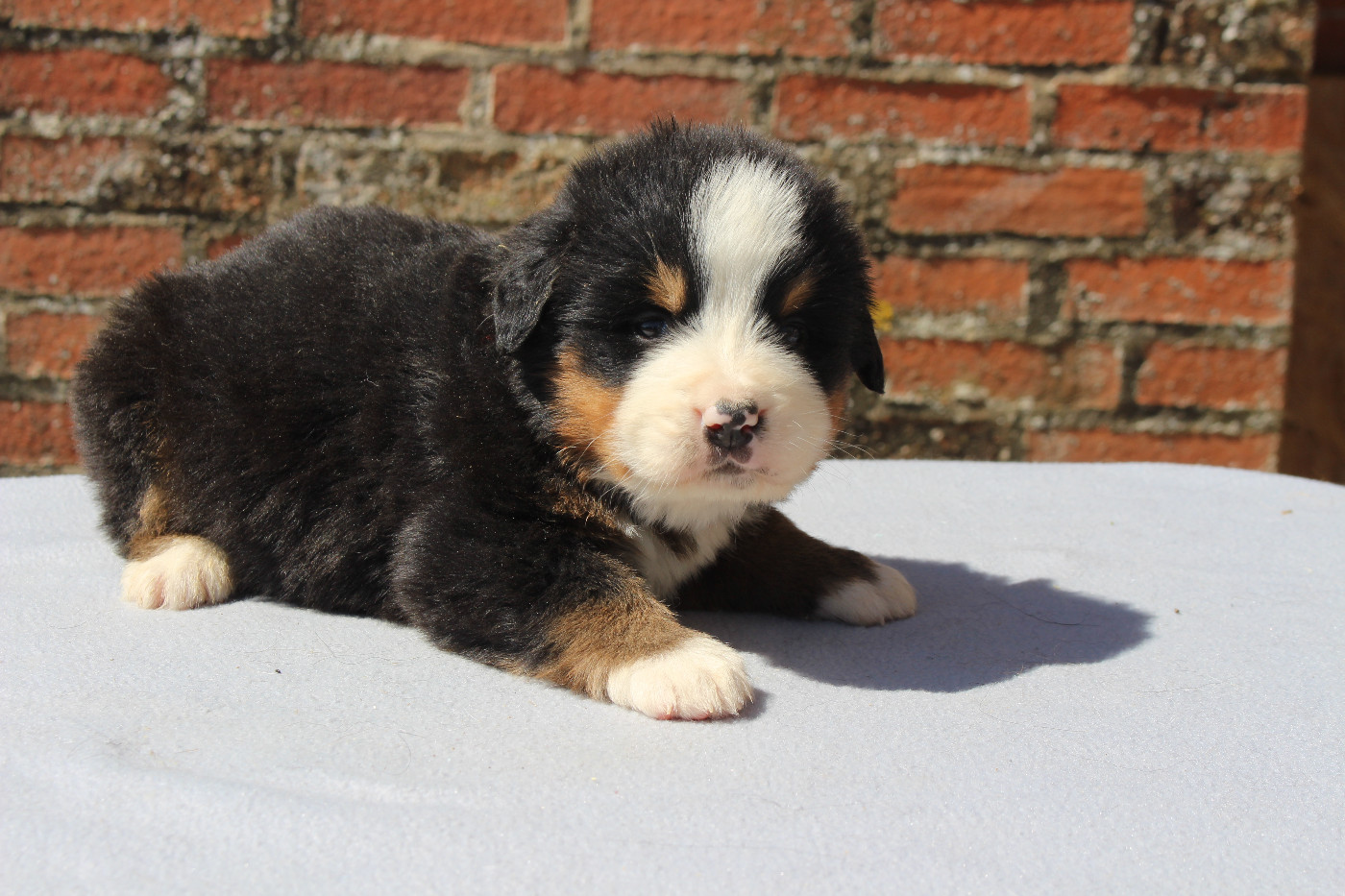 Chiot Bouvier Bernois de la Vallée de l'Hyrome